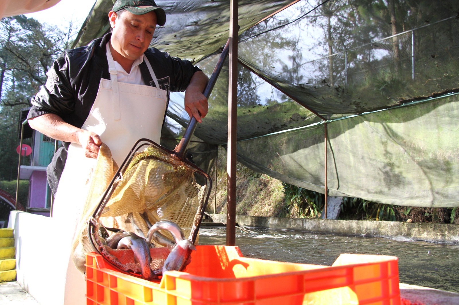 Pesca