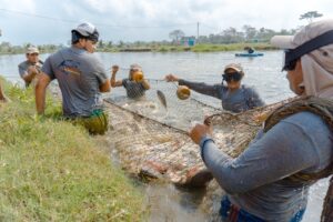 Pesca
