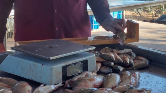 Pescadores de la presa Eustaquio Buelna, en Guamúchil, analizarán solicitar una veda más corta ante falta de resultados