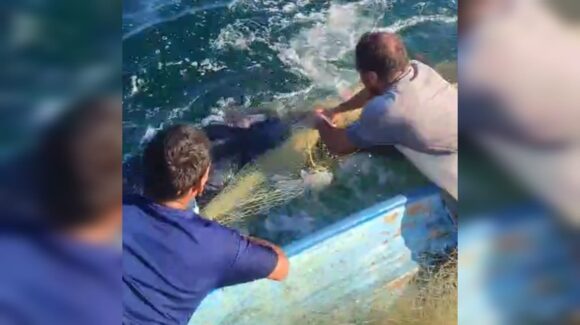 ¡Le salvaron la vida! Pescadores liberan a ballena enredada en redes de pesca frente a playas de Mármol, en Mazatlán, Sinaloa