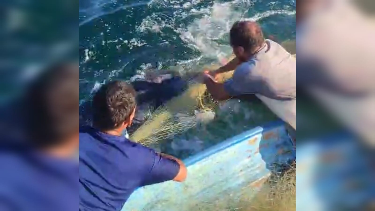 Pescadores rescatan ballena en playas de Mármol, en Mazatlán