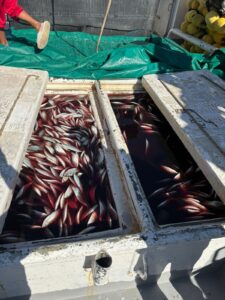 Pesca ilegal