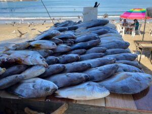 Pesca en Mazatlán