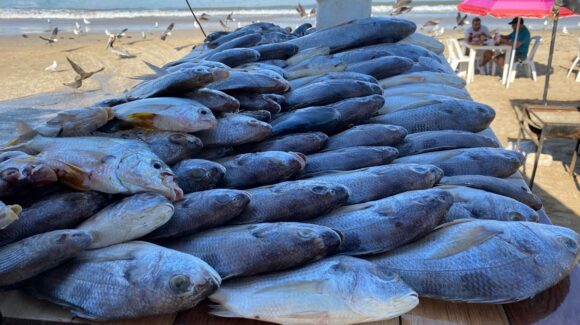 Pescadores ribereños se enfocan en la captura de especies de escama para mantenerse a flote