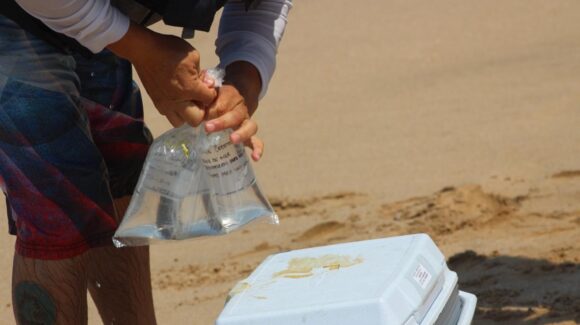 Todas las playas de Sinaloa son aptas para su uso en esta temporada decembrina: Coepriss
