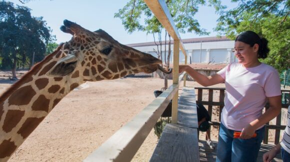 ¿Semana Santa en Culiacán? Estas son las actividades que habrá en el Zoológico