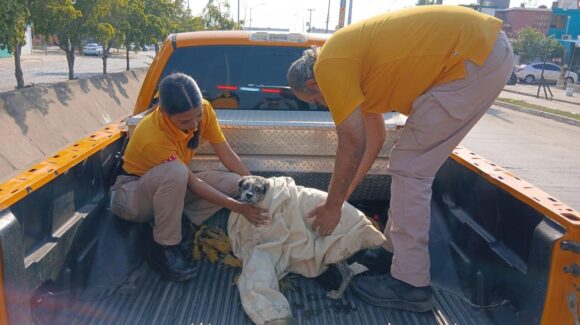 ¡Tenía días merodeando! Rescatan a perrito atrapado en canal del Infonavit Alarcón en Mazatlán, Sinaloa