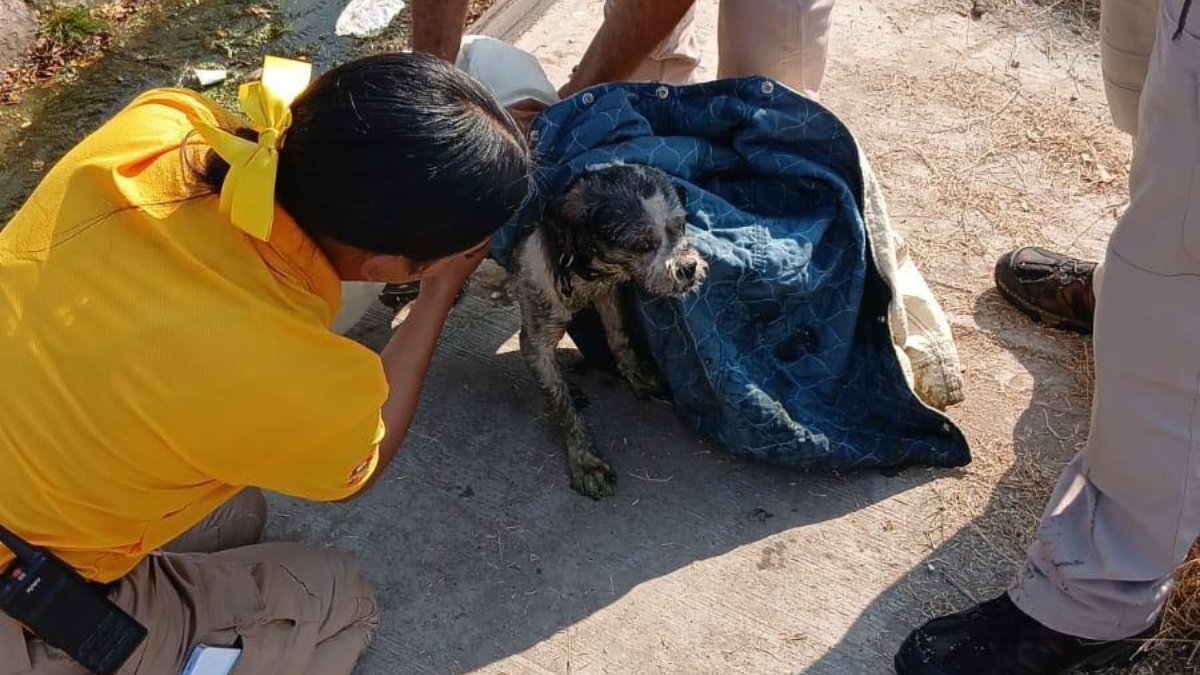 protección civil rescatando un perro