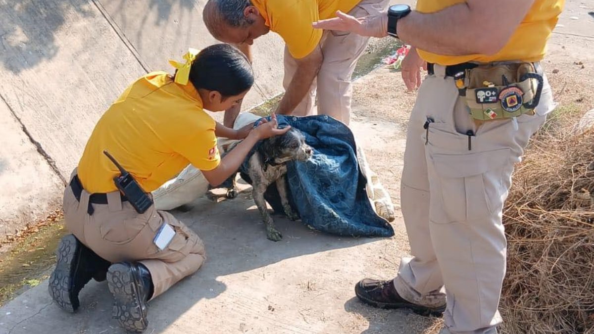 protección civil rescatando un perro