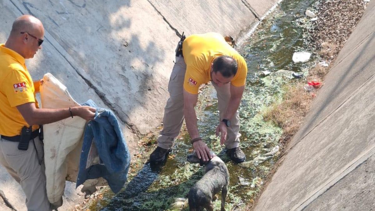 protección civil rescatando un perro