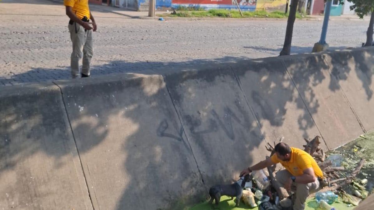 protección civil rescatando un perro