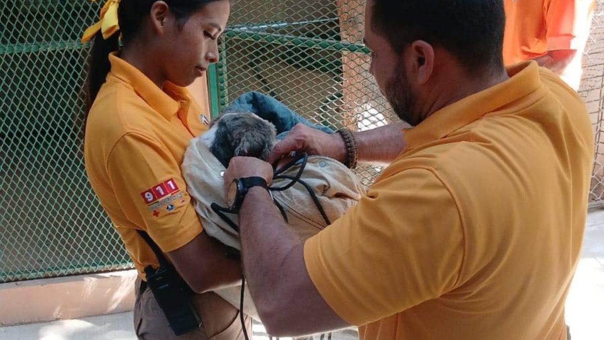 protección civil rescatando un perro