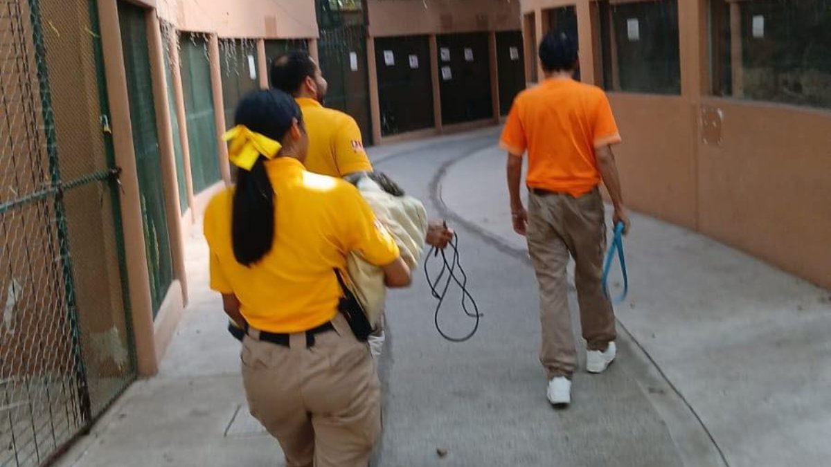 protección civil rescatando un perro
