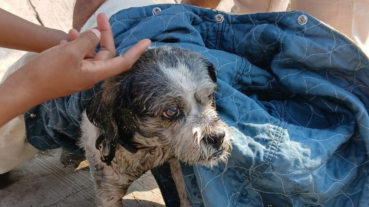 protección civil rescatando un perro