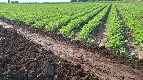 Se ‘muere’ la agricultura comercial de México ante una descapitalización y la federación sin reaccionar: AARFS