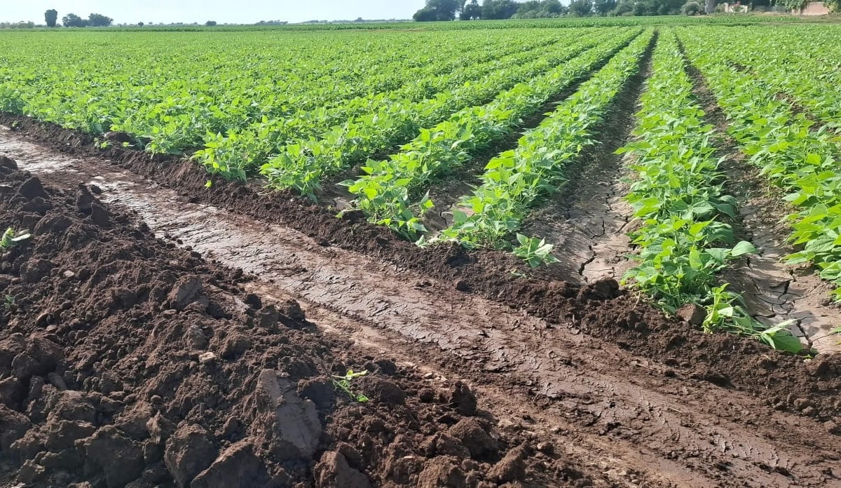Campo en Guasave