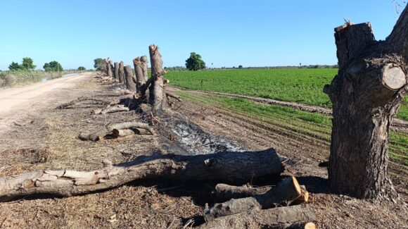 Ecocidio en Las Cañadas, Guasave, Sinaloa: talan 30 árboles junto a parcela agrícola