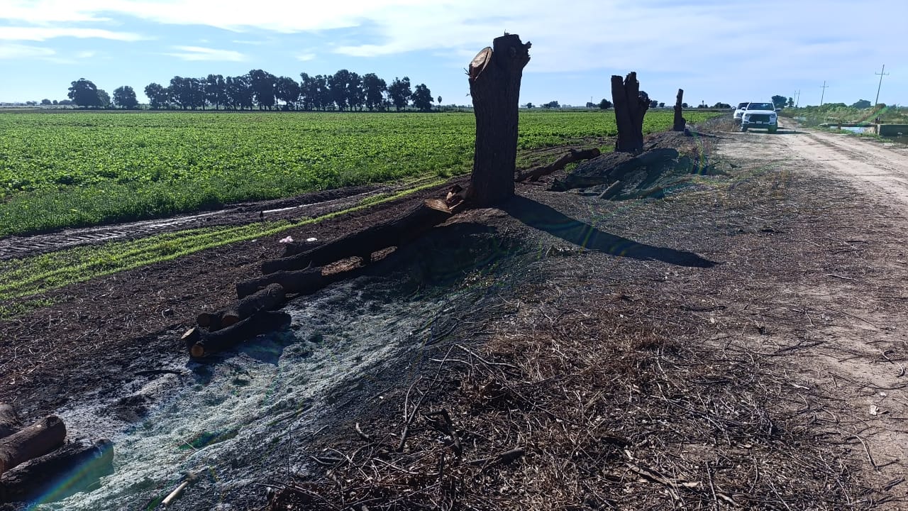 Tala de árboles en Las Cañadas, Guasave