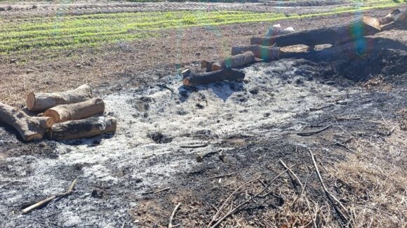 Descarta Profepa ecocidio por tala de 30 árboles en Las Cañadas, Guasave, Sinaloa; el neem es especie invasora