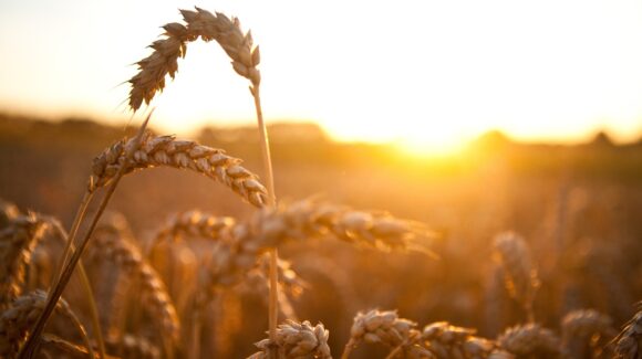 “A pesar de las horas frío, se desarrolla el trigo en El Carrizo; habrá que esperar las trillas”: productores
