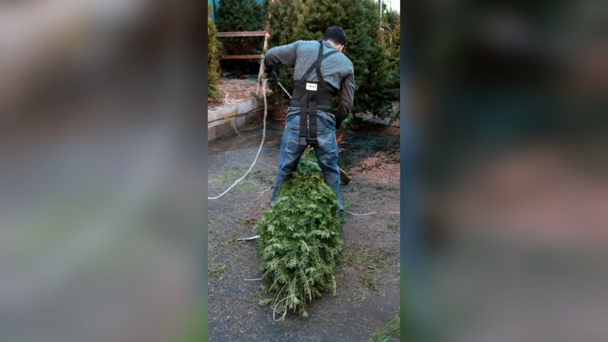 venta de pinos