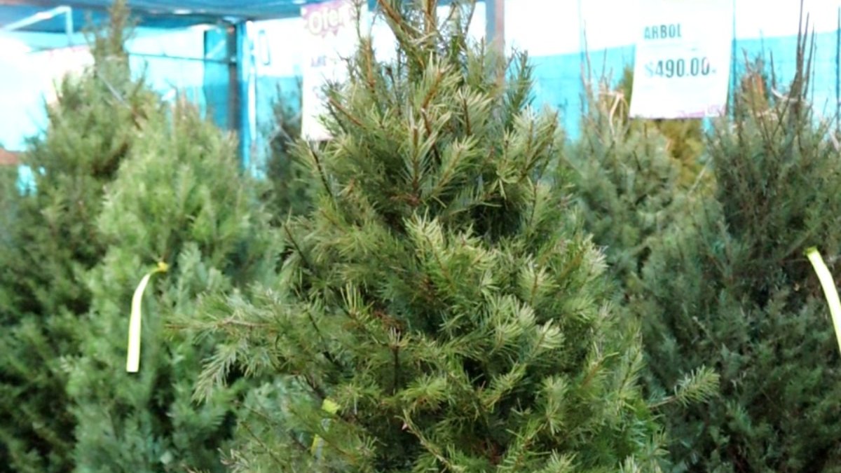 venta de pinos