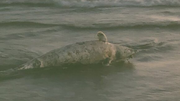Hallan delfín muerto en playa Bellavista; no es el primer caso en costas de Guasave, Sinaloa