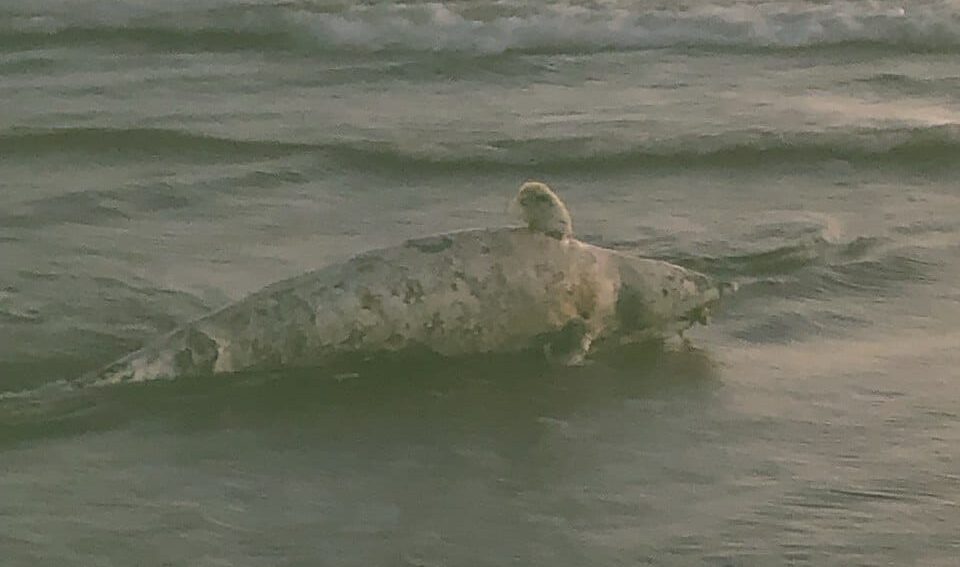 Delfin Muerto en Guasave