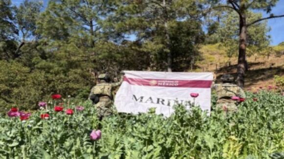 Destruyen más de media tonelada de amapola en Nayarit