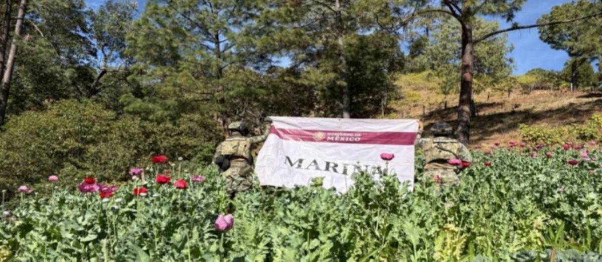 Destruyen más de media tonelada de amapola en Nayarit