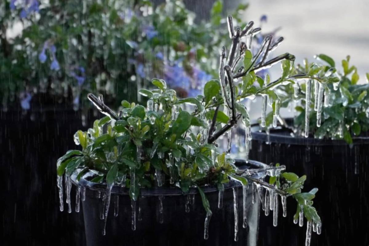 Tormenta invernal histórica amenaza a EE.UU. y Canadá con frío extremo
