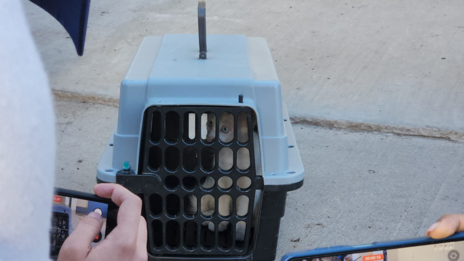 Patitas Felices apoya en rescate y atención de mascotas en casa de mujer postrada en Guasave