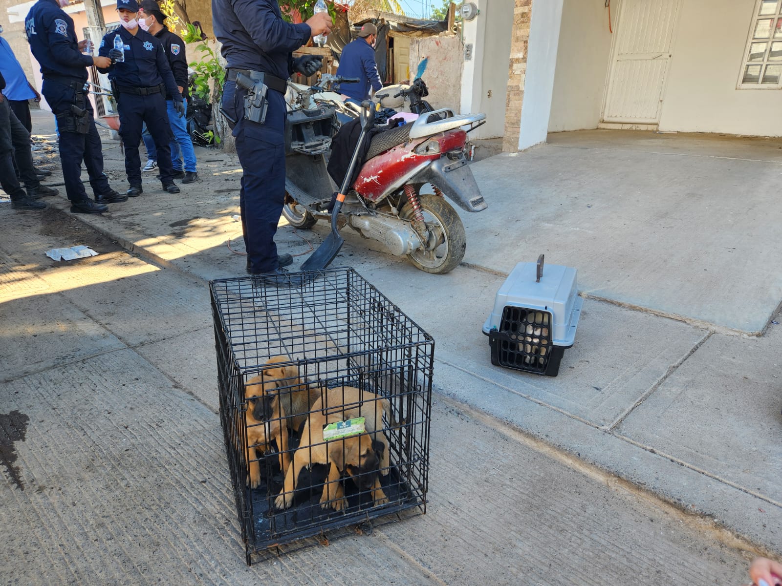 Patitas Felices apoya en rescate y atención de mascotas en casa de mujer postrada en Guasave