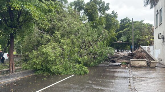 ¡Tome sus precauciones! Lluvias provocan caída de árbol en el malecón ‘viejo’ y provoca caos vial en Culiacán, Sinaloa