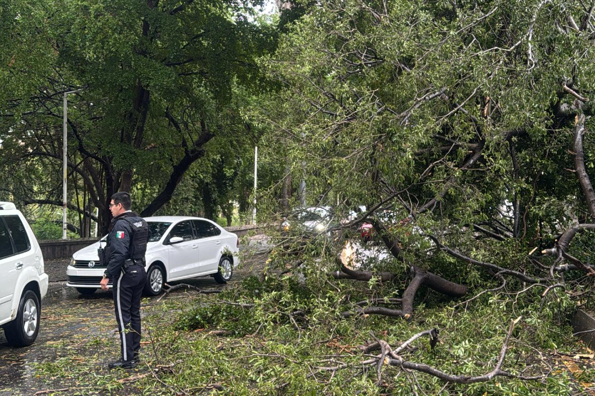 árbol caído obstruye vialidad