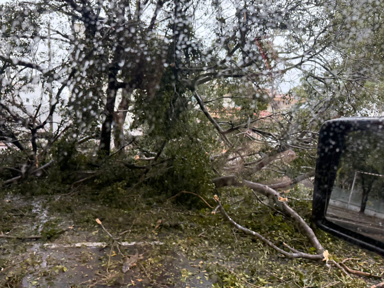 árbol caído obstruye vialidad
