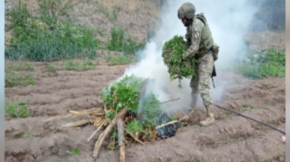 Aseguran áreas de concentración de materiales químicos y un plantío de marihuana en Culiacán