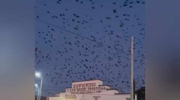 VIDEO | Bandadas de pájaros ofrecen un espectáculo fascinante en San Miguel Zapotitlán, en Ahome, Sinaloa