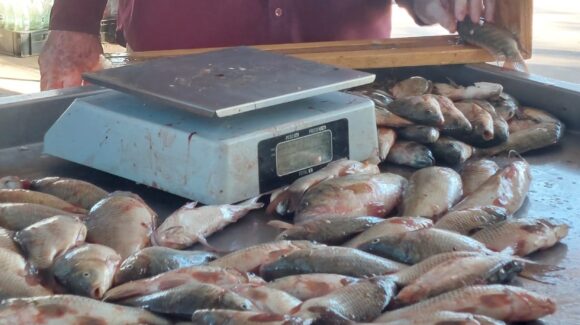 ¡Se van a la autoveda! Baja producción obliga a pescadores de la presa Eustaquio Buelna, en Guamúchil a buscar estrategias