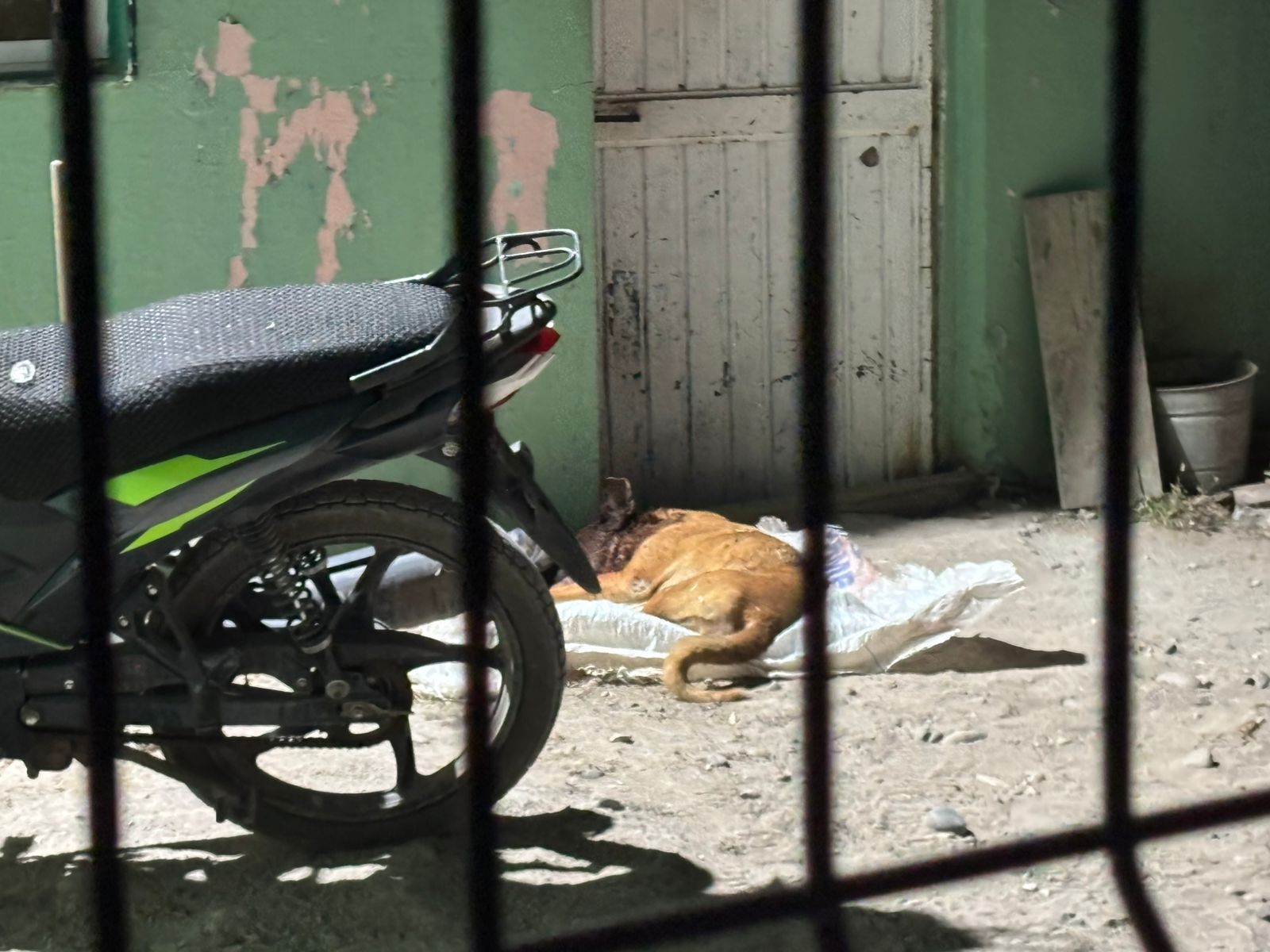 Perrito muerto tras balacera en Villa Juárez, Navolato
