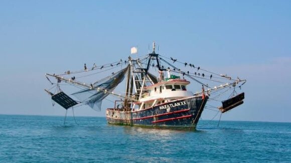 “La temporada de captura de camarón termina el 3 de marzo; Conapesca no dio más días”: Armadores de Mazatlán