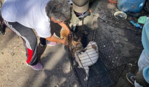 Cachorros en adopción que fueron rescatados de casa de acumuladores en Guasave