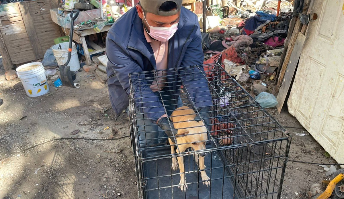 Cachorros en adopción que fueron rescatados de casa de acumuladores en Guasave