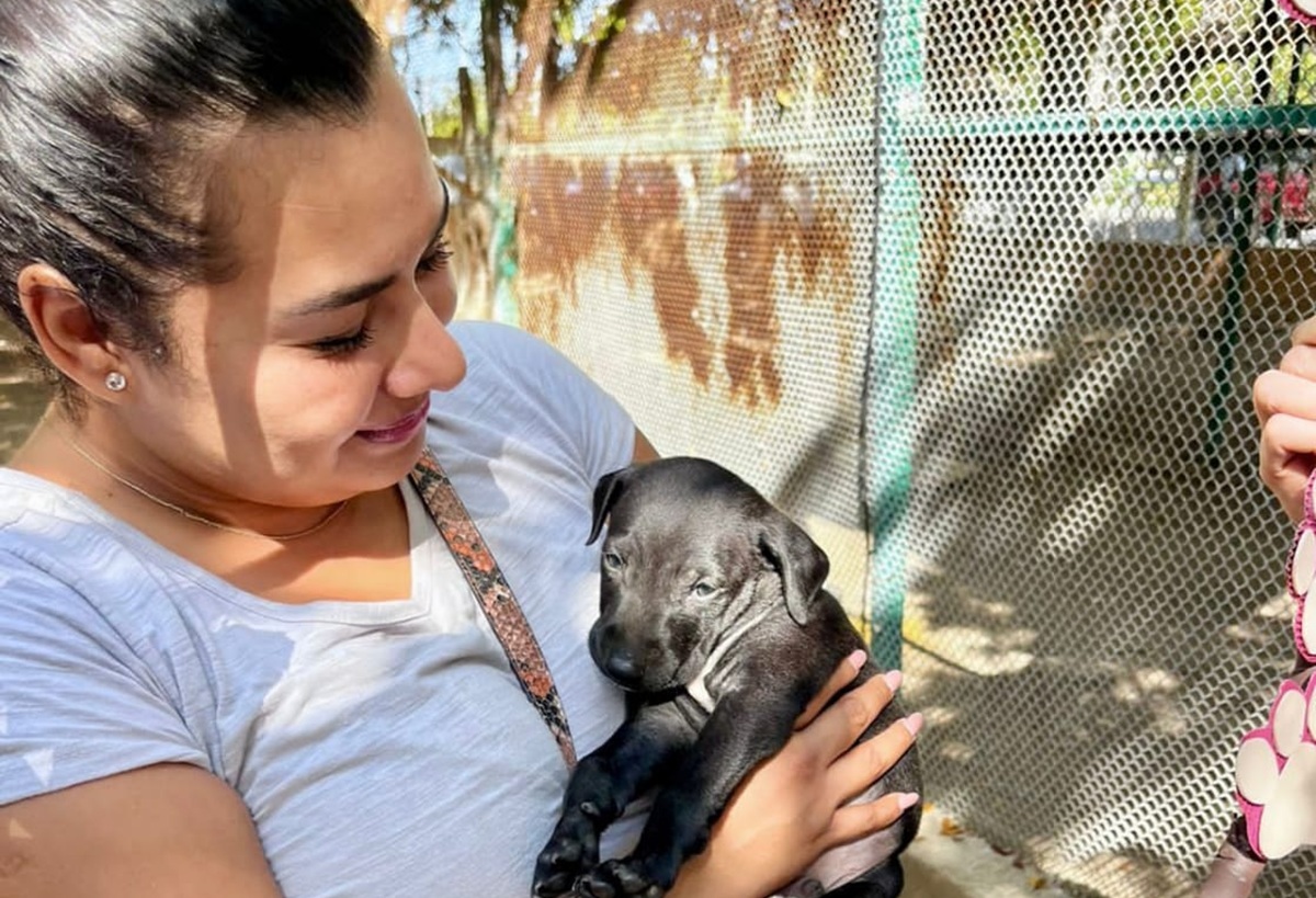 Campaña de adopción de perritos y gatitos en Mazatlán