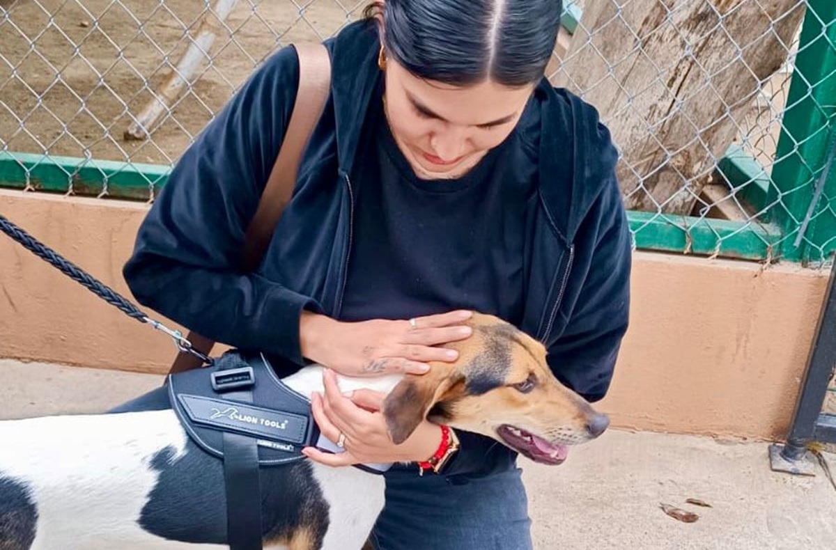 Campaña de adopción de perritos y gatitos en Mazatlán