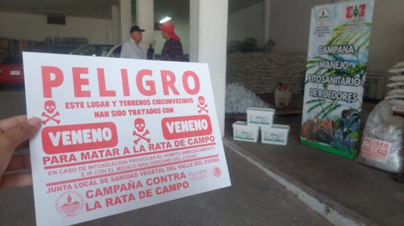 Avanza campaña contra la rata de campo en la región del Évora con inversión superior a 2.5 mdp