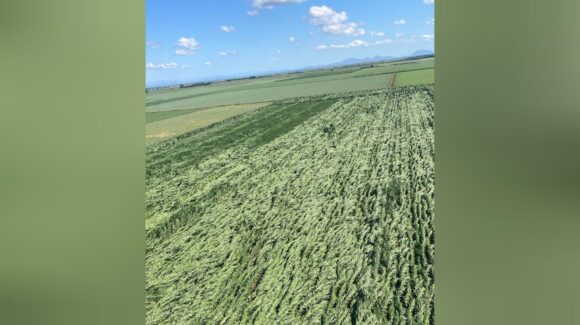 A pesar de que dejaron afectaciones, las lluvias siempre van a ser positivas para Sinaloa: Sector agrícola y pecuario