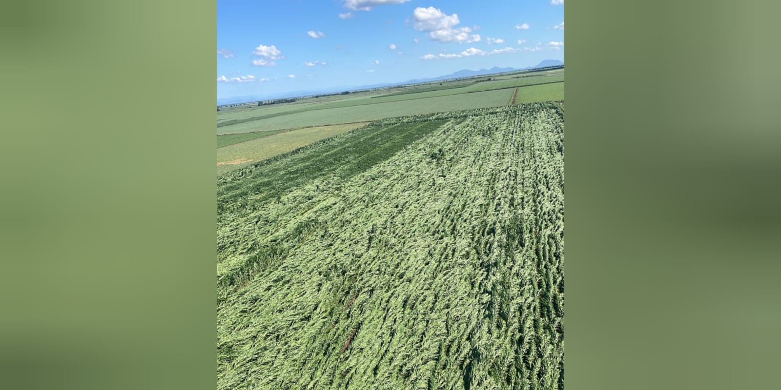 Campo afectado por lluvia en Sinaloa
