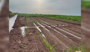 Usuarios del Módulo de Riego Taxtes tendrán tarifa del agua más baja en este ciclo agrícola 2026-2027