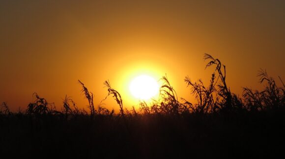 Las altas temperaturas registradas este invierno en Sinaloa, han impactado directamente la producción agrícola